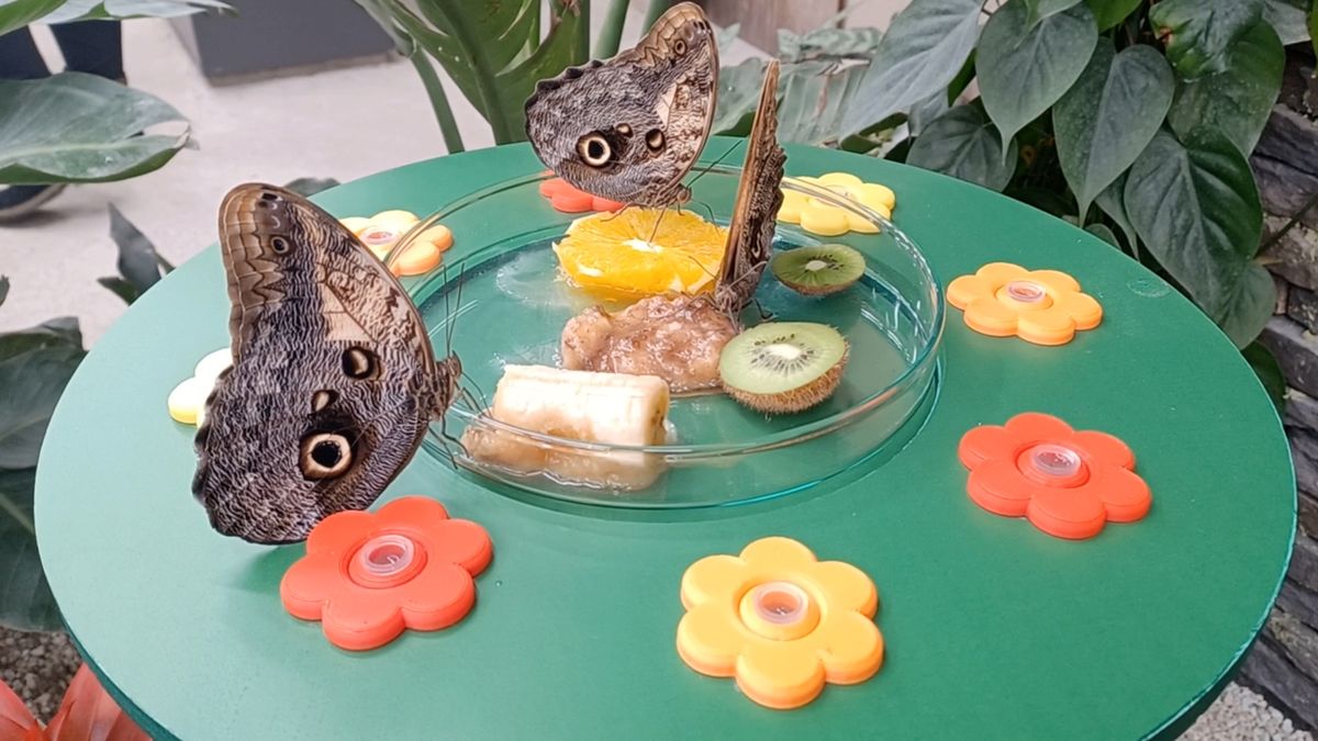 V Ostravě mají novou atrakci: největší motýlí dům v Česku. Návštěvníky ochutnává tisícovka exotických motýlů